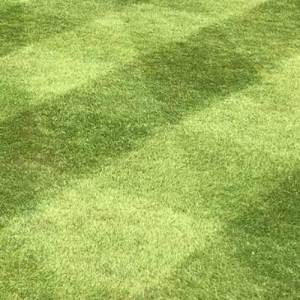 Grass Seed