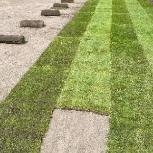 50/50 Rootzone - Image 2