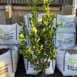 CHERRY LAUREL HEADGING POT GROWN