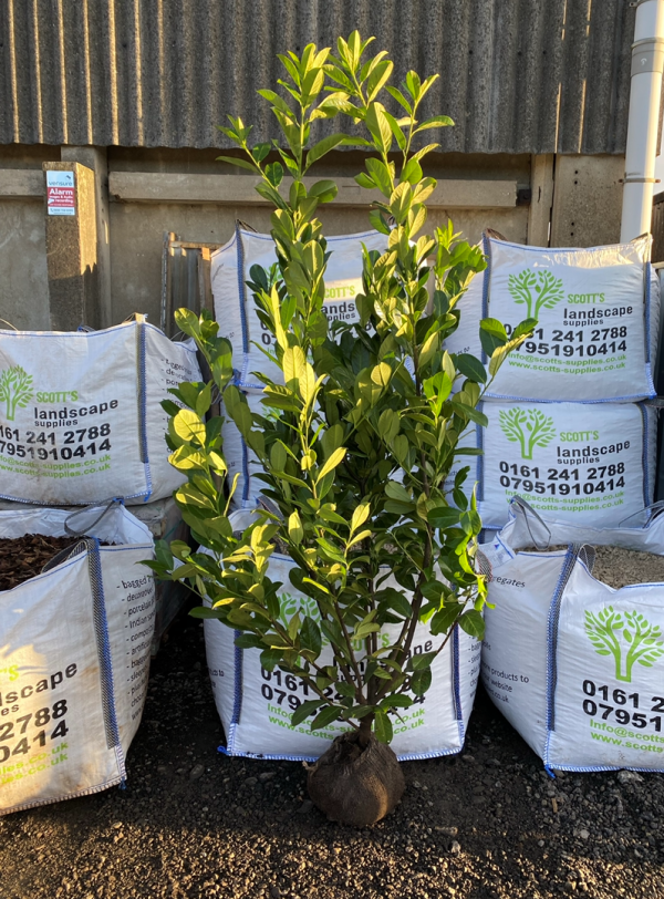 CHERRY LAUREL HEADGING POT GROWN